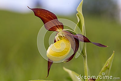 Lady& x27;s-slipperÂ orchid & x28;Cypripedium calceolus& x29; Stock Photo